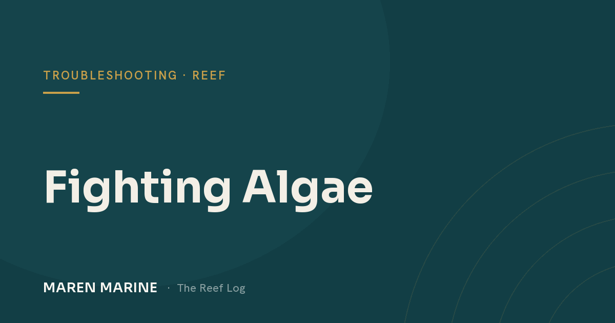 Fighting Algae: Why It Happens and How to Beat It