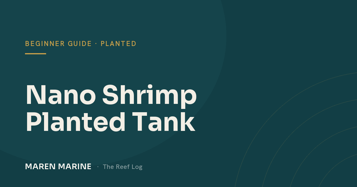 Starting a Nano Planted Shrimp Tank: A Beginner's Guide