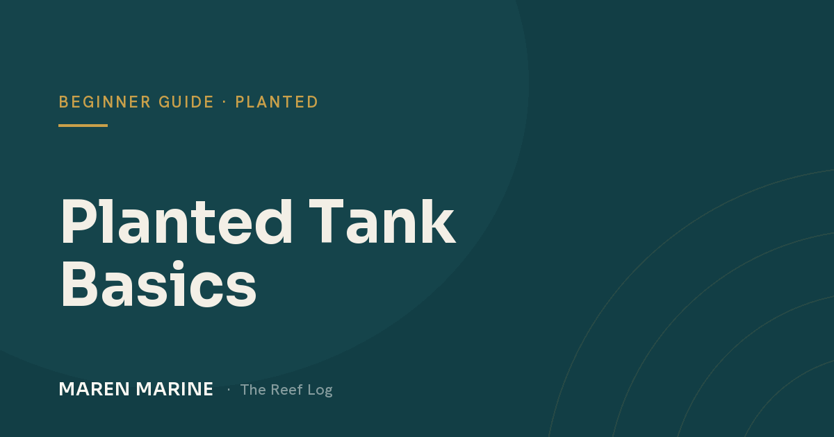 Planted Tank Basics: How to Grow a Lush Aquarium from Day One
