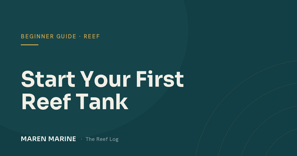 Reef Keeping for Beginners: How to Start Your First Saltwater Tank