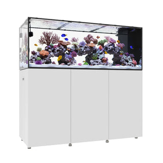INFINIA PENINSULA 6025