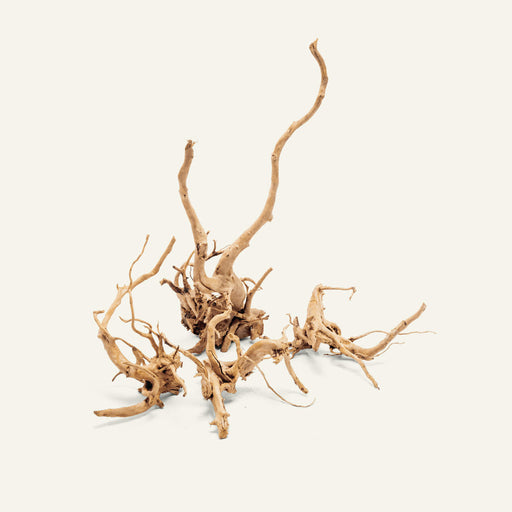 spider-wood-manzanita-malaysian-cholla
