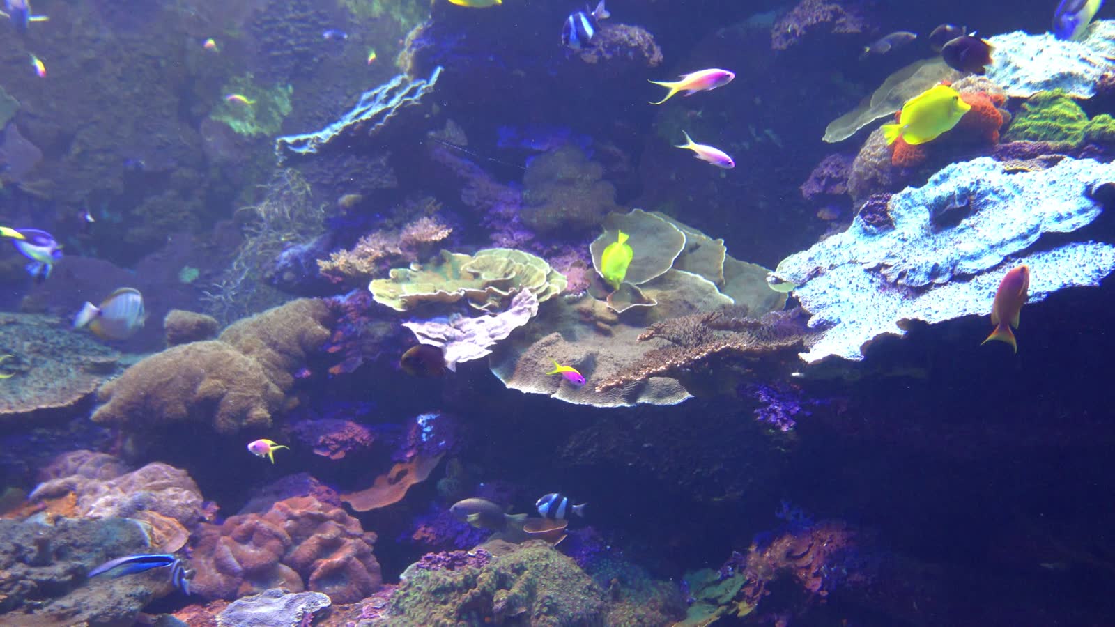 A healthy reef aquarium running Maren Marine equipment